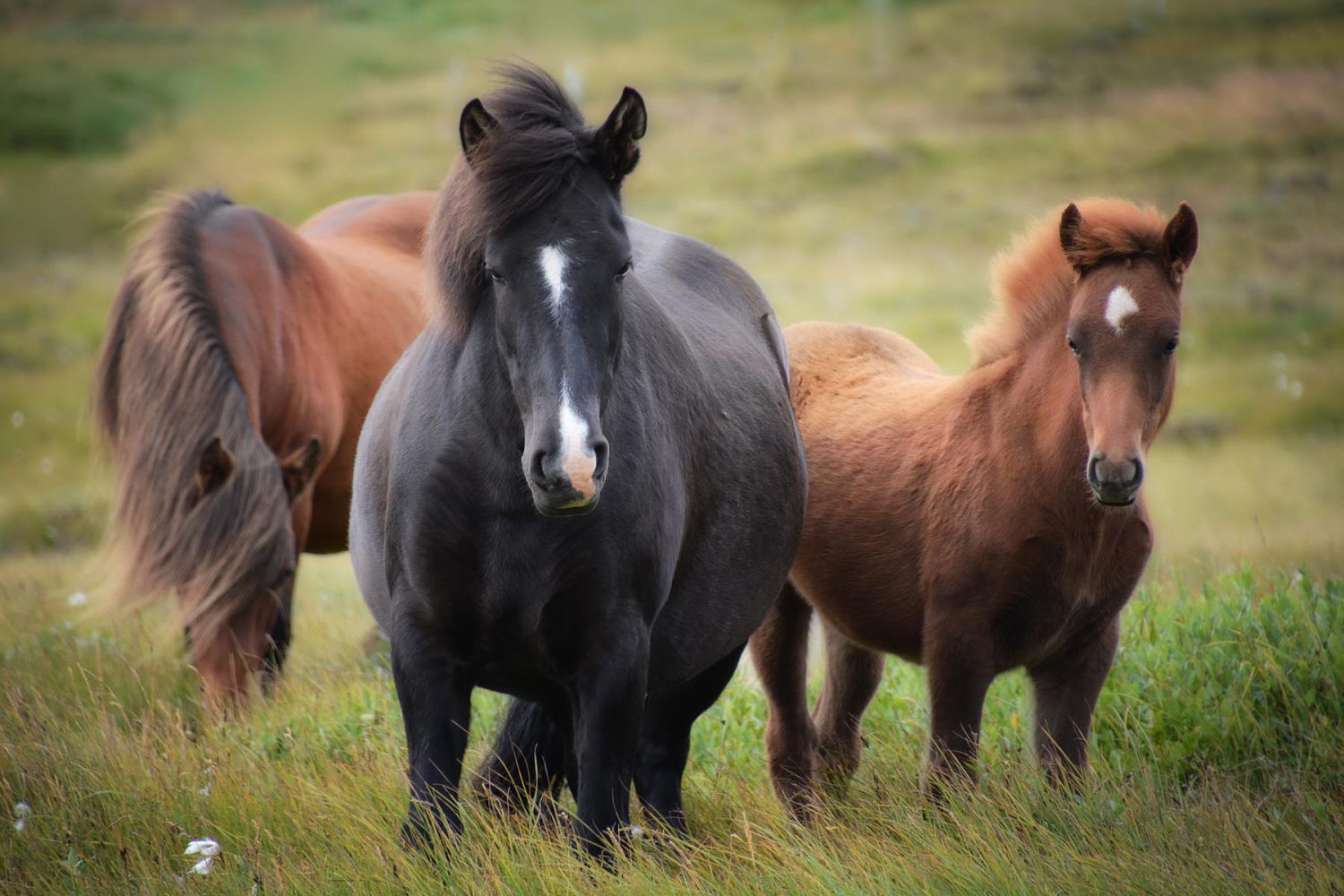 animales en islandia caballos - Sermarolid
